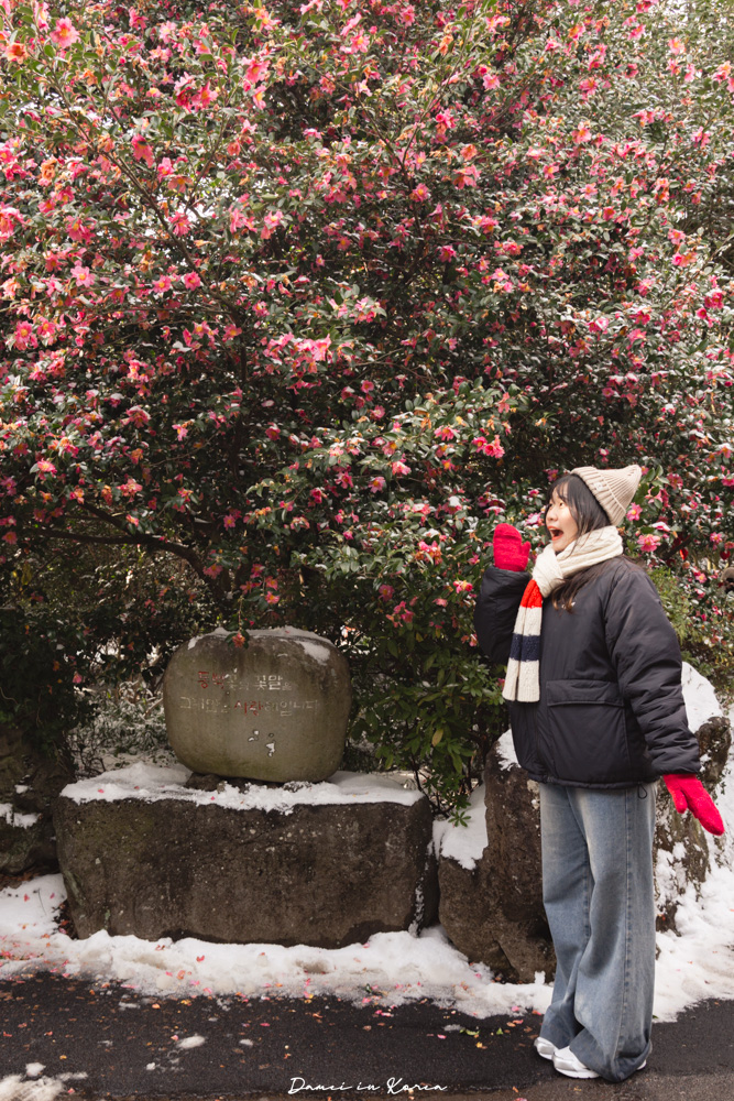 濟州島山茶花之丘，值得去嗎？佔地6萬坪的超大花園，四季都可以來追花！