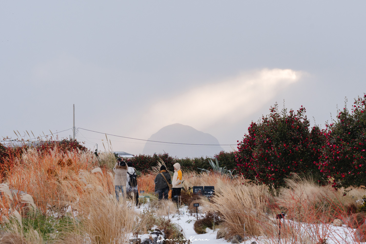 濟州島山茶花之丘，值得去嗎？佔地6萬坪的超大花園，四季都可以來追花！