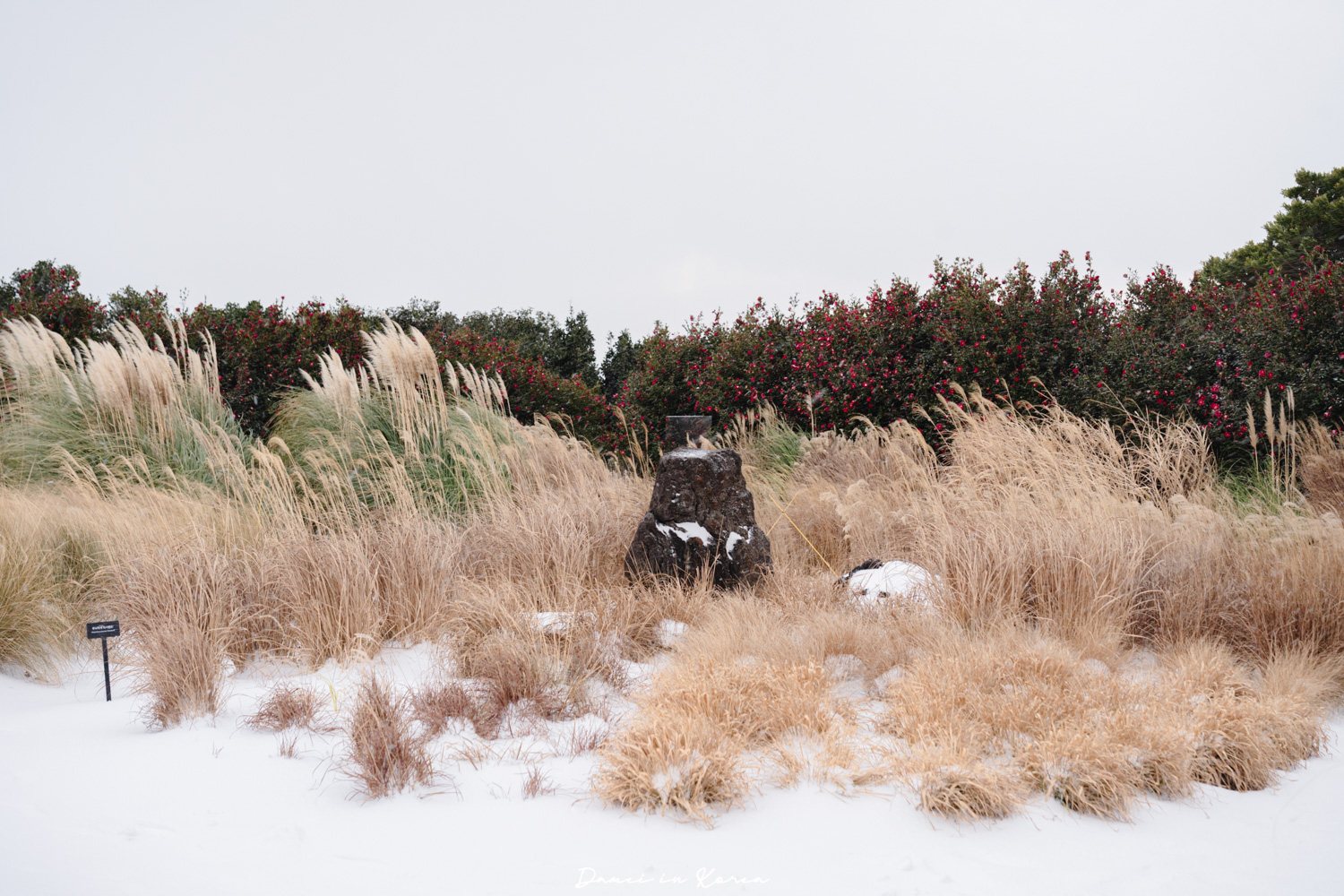 濟州島山茶花之丘，值得去嗎？佔地6萬坪的超大花園，四季都可以來追花！