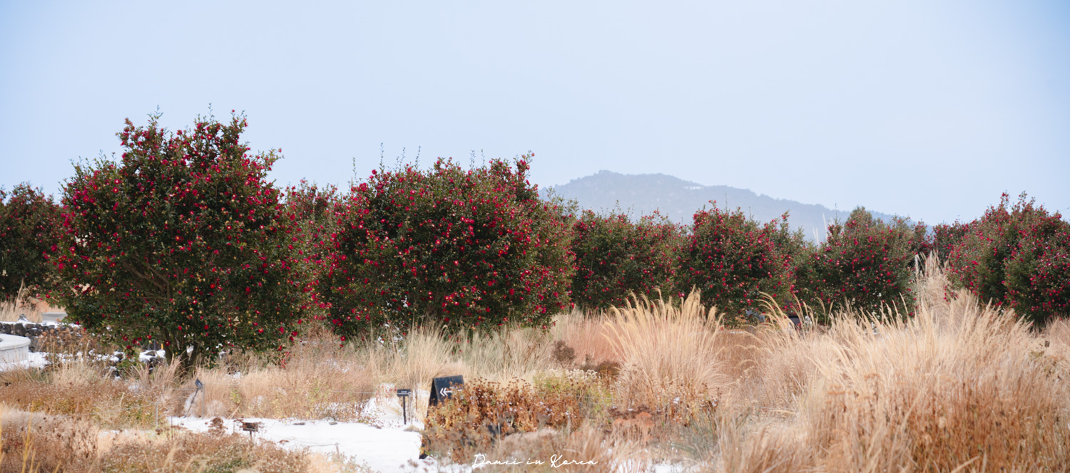 濟州島山茶花之丘，值得去嗎？佔地6萬坪的超大花園，四季都可以來追花！