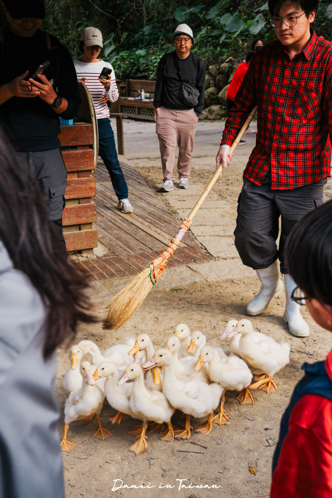 苗栗通霄景點「飛牛牧場」好玩嗎？門票、餐飲一次分享