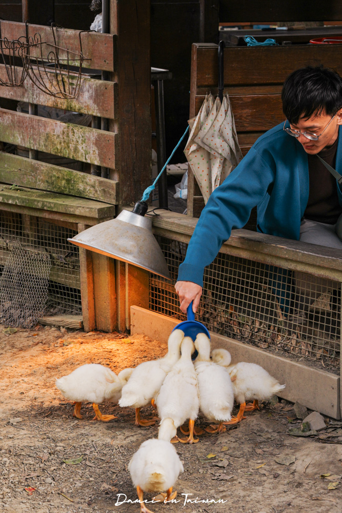 苗栗通霄景點「飛牛牧場」好玩嗎？門票、餐飲一次分享