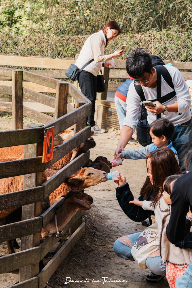 苗栗通霄景點「飛牛牧場」好玩嗎？門票、餐飲一次分享