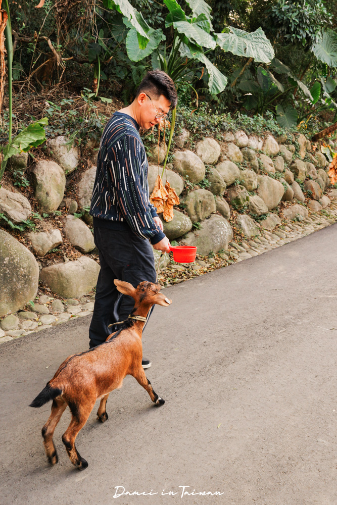 苗栗通霄景點「飛牛牧場」好玩嗎？門票、餐飲一次分享
