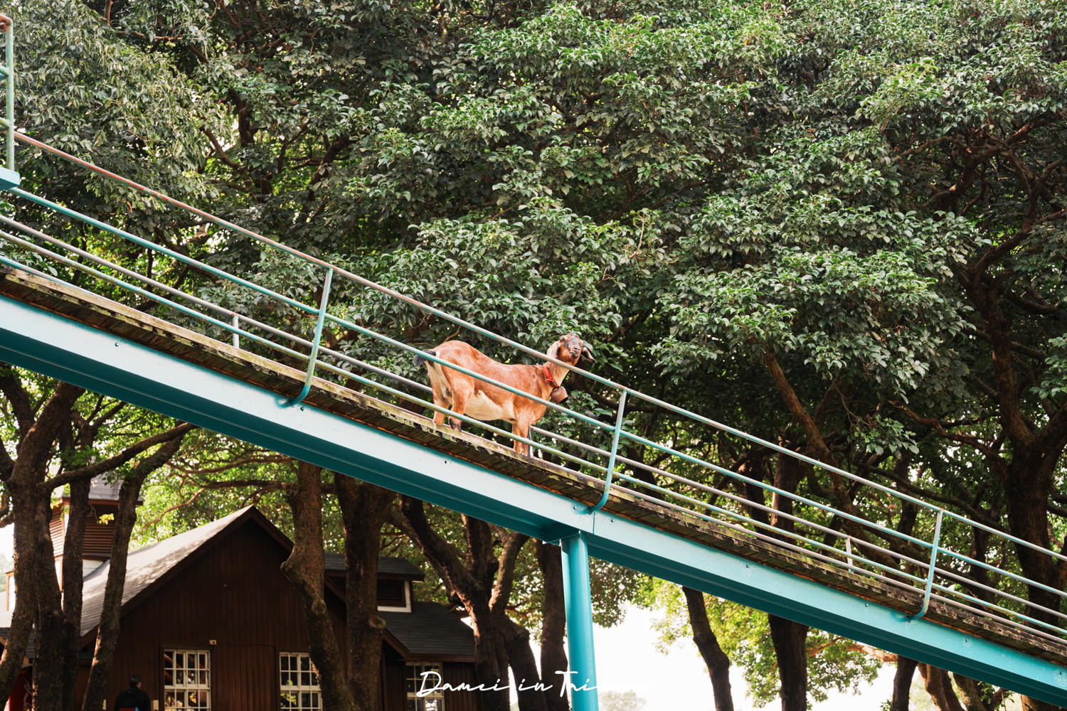 苗栗通霄景點「飛牛牧場」好玩嗎？門票、餐飲一次分享