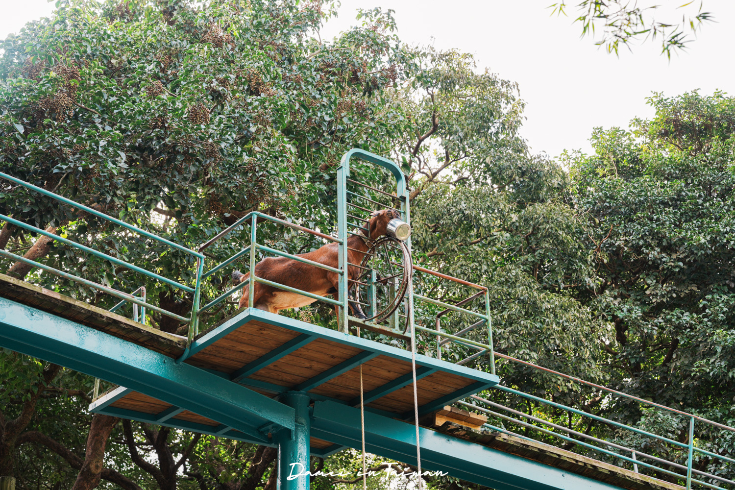 苗栗通霄景點「飛牛牧場」好玩嗎？門票、餐飲一次分享