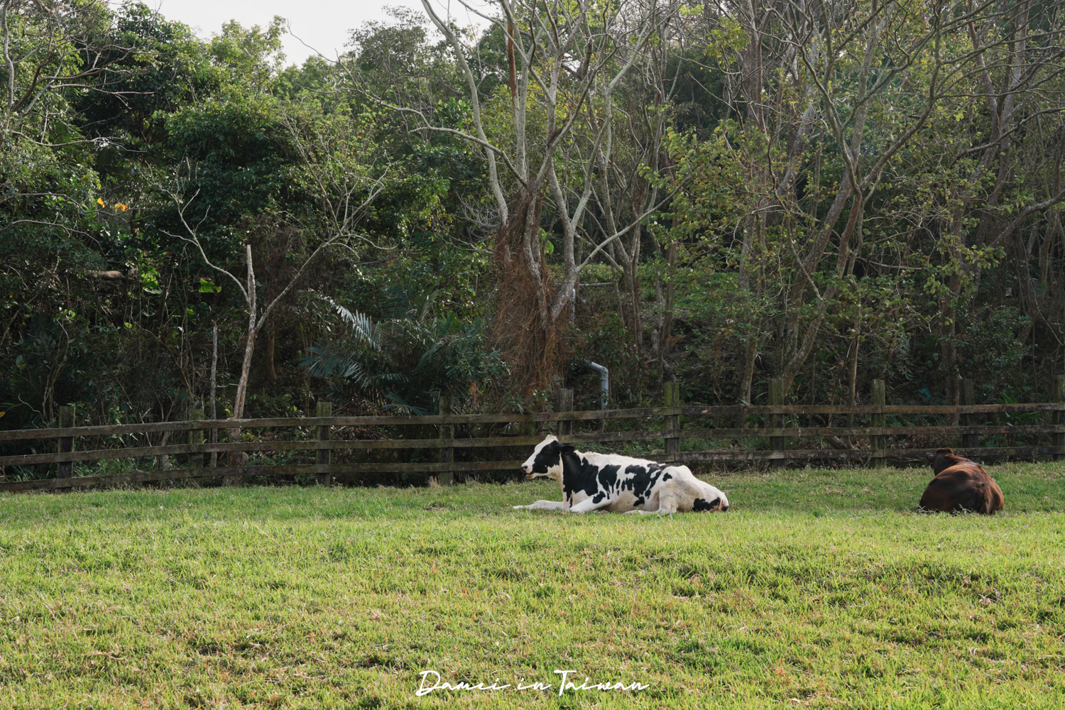 苗栗通霄景點「飛牛牧場」好玩嗎？門票、餐飲一次分享