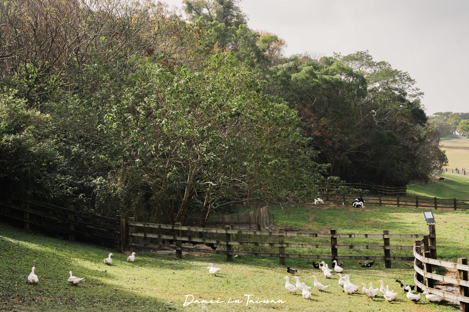 苗栗通霄景點「飛牛牧場」好玩嗎？門票、餐飲一次分享