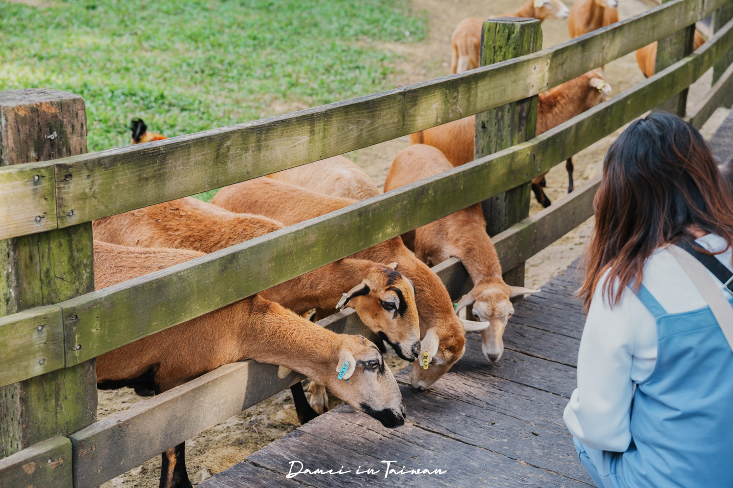 苗栗通霄景點「飛牛牧場」好玩嗎？門票、餐飲一次分享