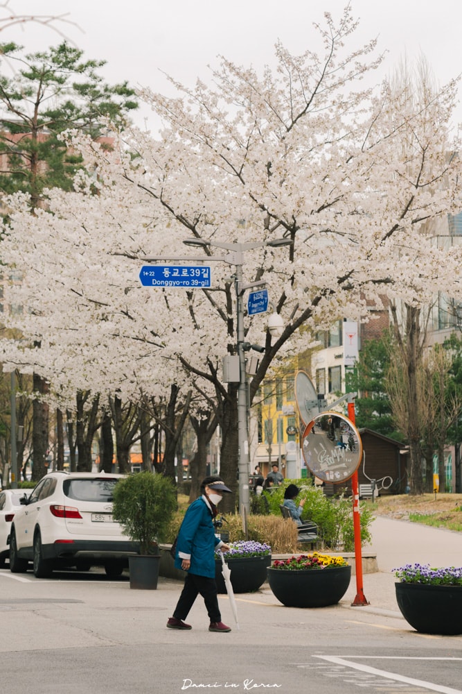 首爾賞櫻秘境推薦｜延南洞京義線林道，春天最愜意櫻花步道與賞櫻咖啡廳推薦！