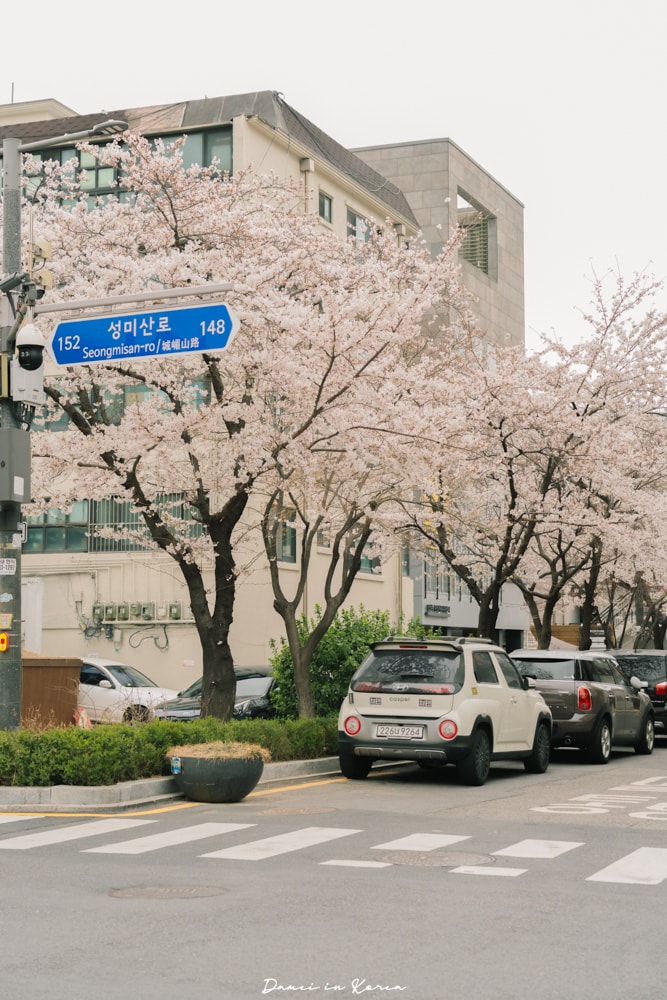 首爾賞櫻秘境推薦｜延南洞京義線林道，春天最愜意櫻花步道與賞櫻咖啡廳推薦！