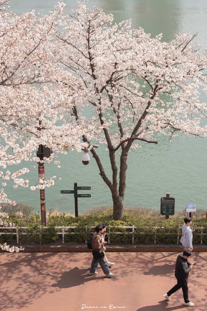 首爾櫻花景點石村湖