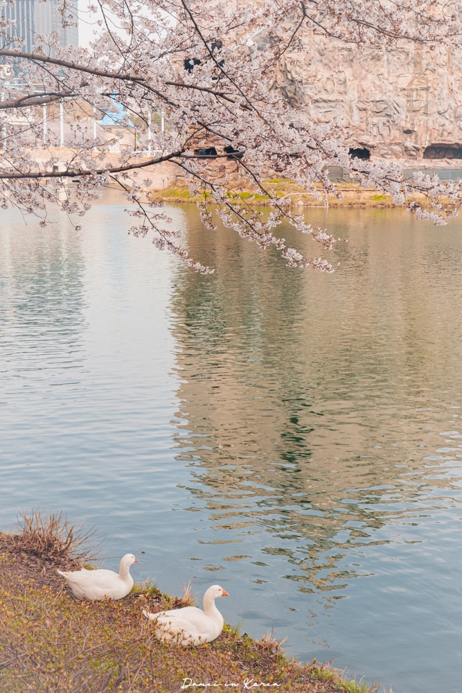 首爾櫻花景點石村湖