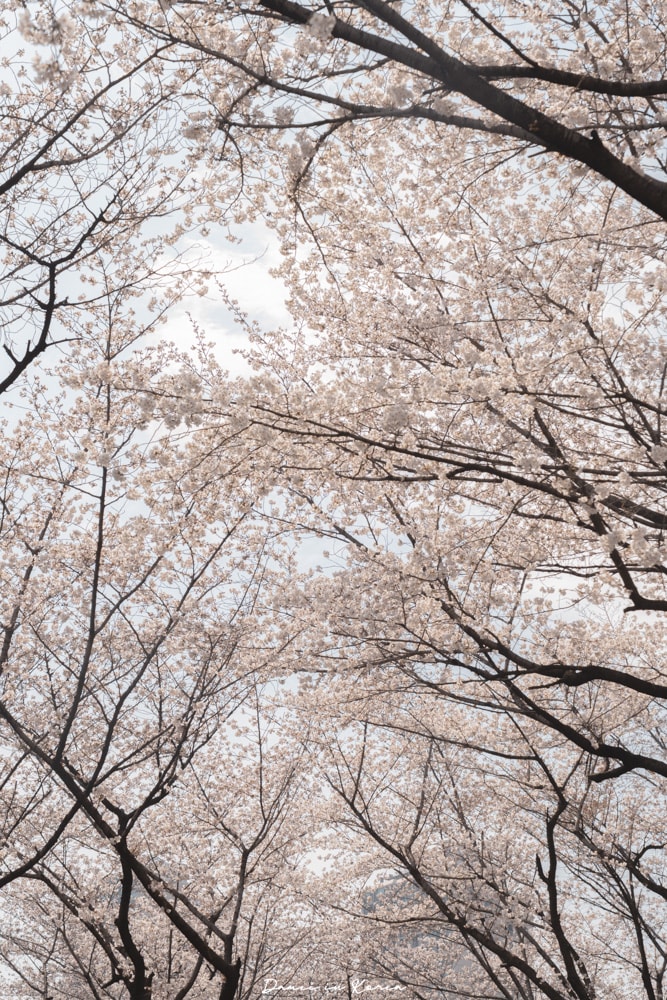 首爾櫻花景點石村湖