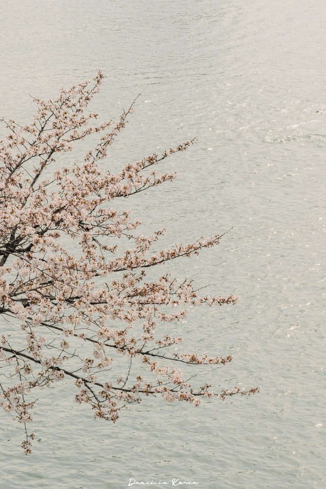 首爾櫻花景點石村湖
