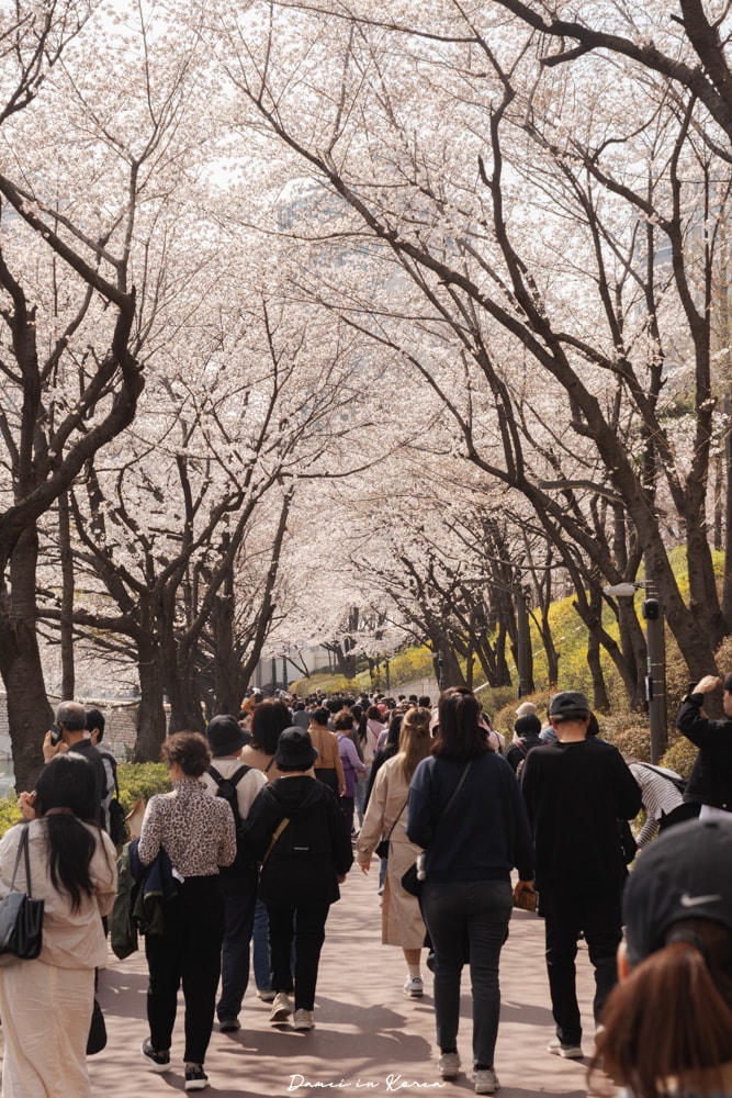 石村湖櫻花節